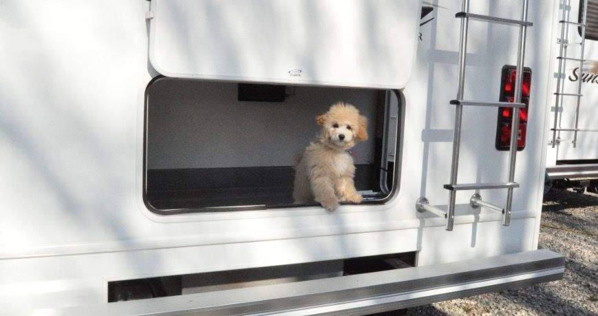 Captura de pantalla 2018 12 24 a las 12.28.41 - Viajar en autocaravana con perro &iexcl;Consejos &uacute;tiles!