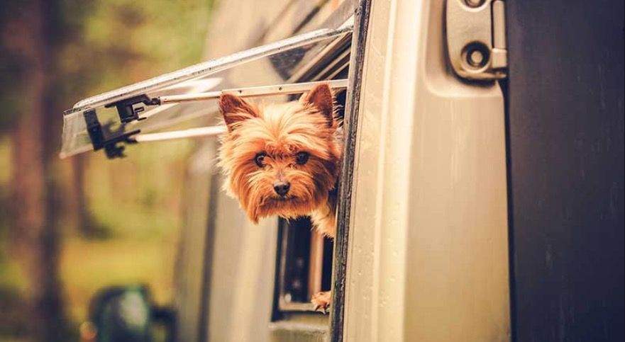 Captura de pantalla 2018 12 24 a las 12.30.17 - Viajar en autocaravana con perro &iexcl;Consejos &uacute;tiles!