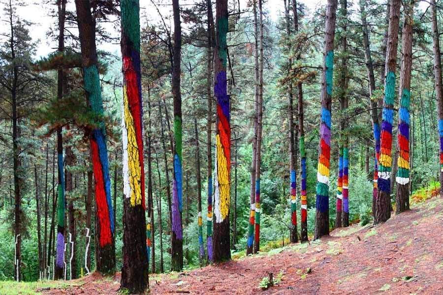 Bosque de Oma en Urdaibai, Euskadi