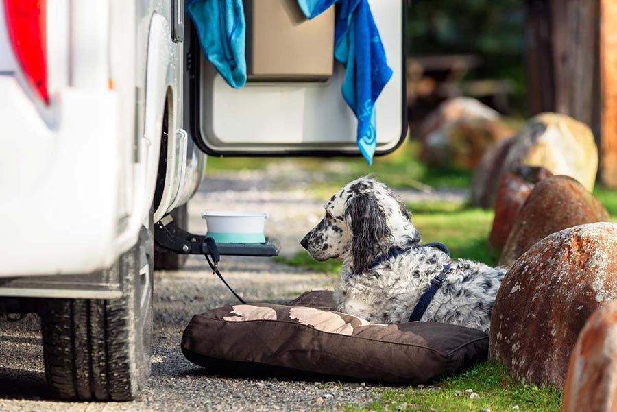 Que llevar en la autocaravana si viajas con perro 1 - Qu&eacute; llevar en la autocaravana si viajas con perro