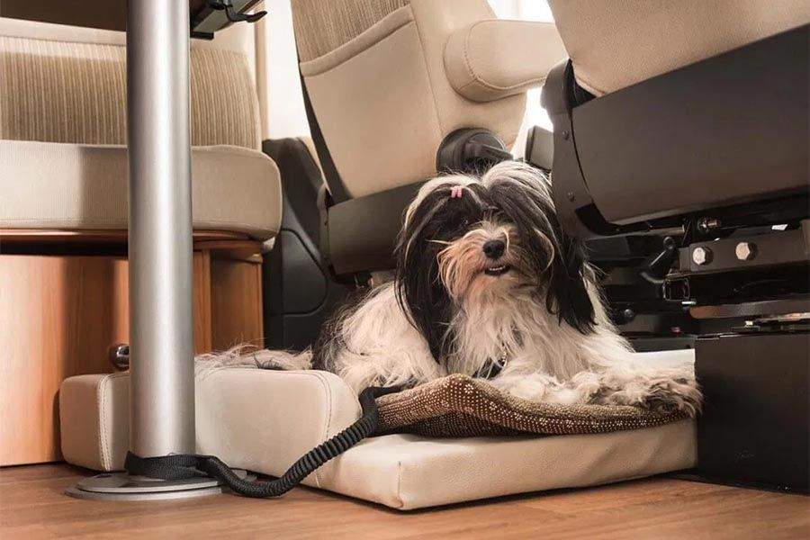 Que llevar en la autocaravana si viajas con perro 3 - Qu&eacute; llevar en la autocaravana si viajas con perro