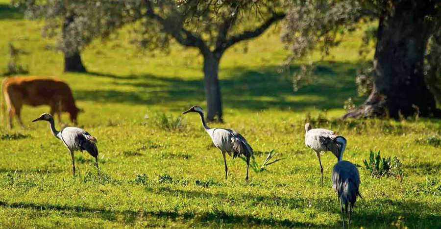 ruta autocaravana valle del jerte7 - Ruta en autocaravana al Valle del Jerte y norte de Extremadura