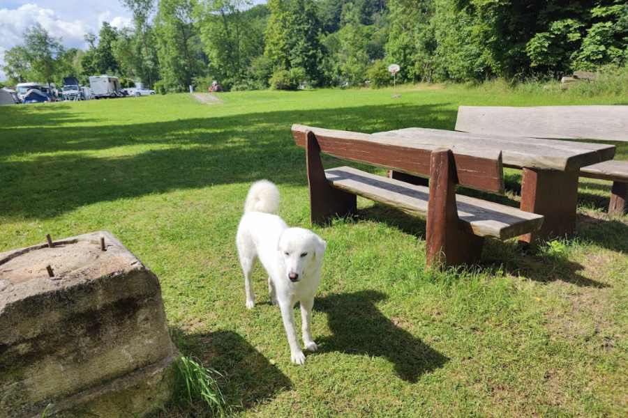 Camping en Weikersheim