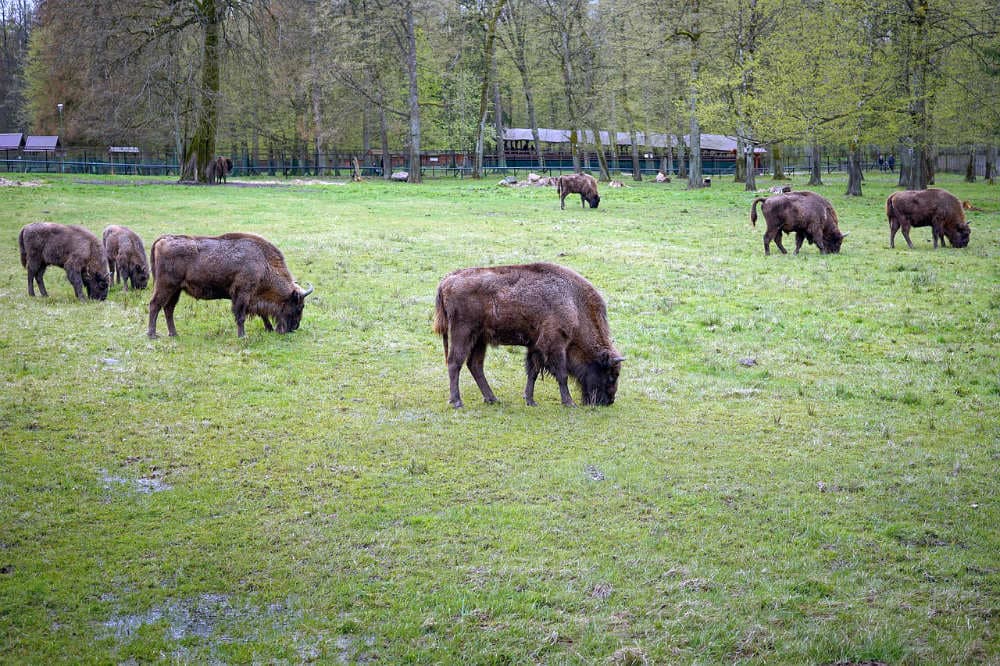 Bisontes en el Parque Nacional de Bialowieza