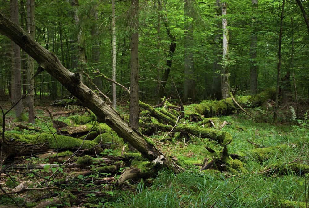 Parque Nacional de Bialowieza